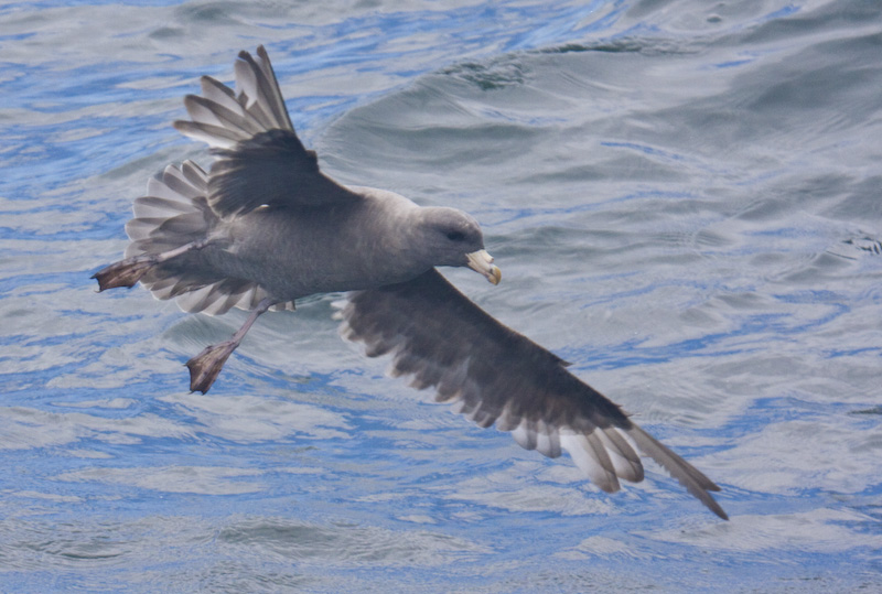 Northern Fulmar In Flight